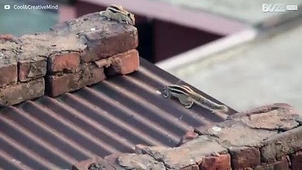 Hai mai visto due scoiattoli baciarsi?