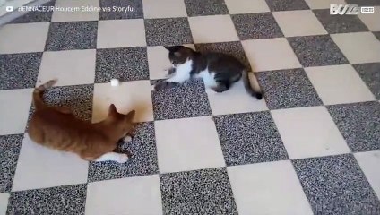 Questi gatti sono sinonimo di pigrizia