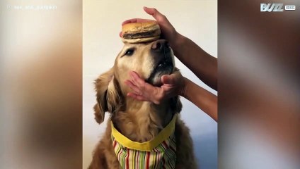 Pumpkin, la talentuosa cagnolina equilibrista