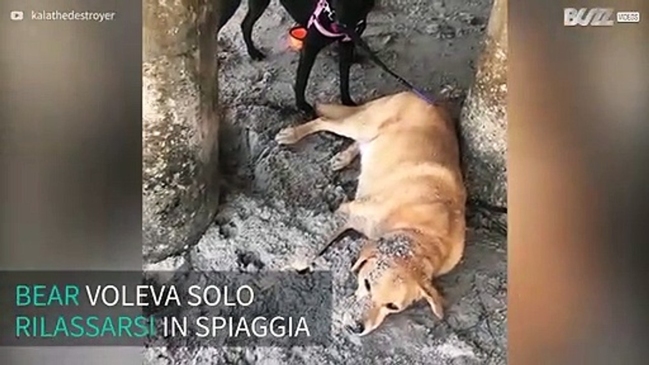 Giornata di relax in spiaggia si trasforma in incubo per questo cane