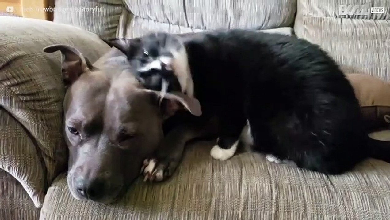 La tenera amicizia tra un gattino e un Pit Bull