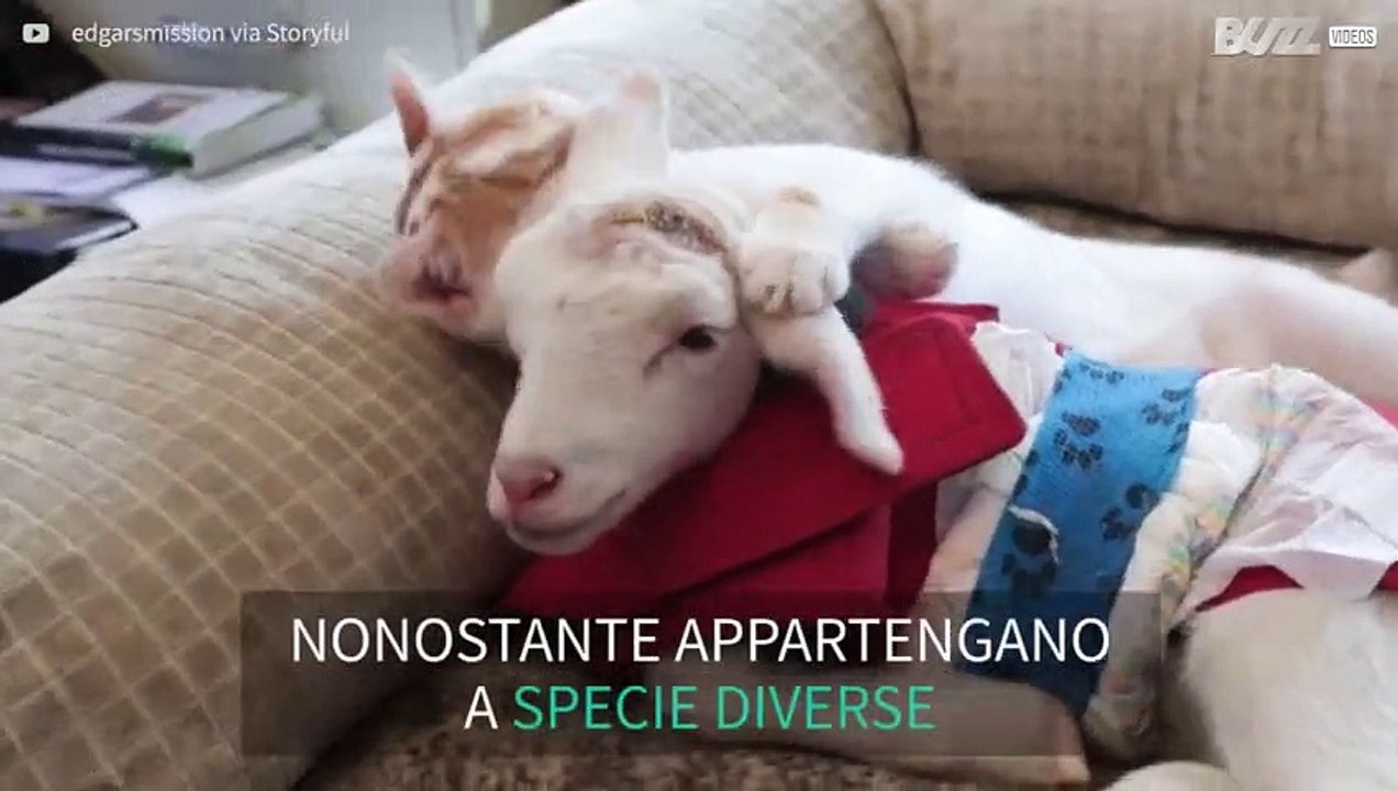 Improbabile amicizia tra un capretto e un gatto