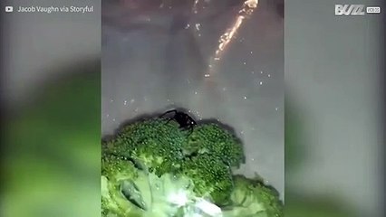 Spaventoso: una vedova nera tra le verdure