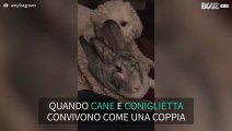 L'incredibile amicizia tra un cane e una coniglietta