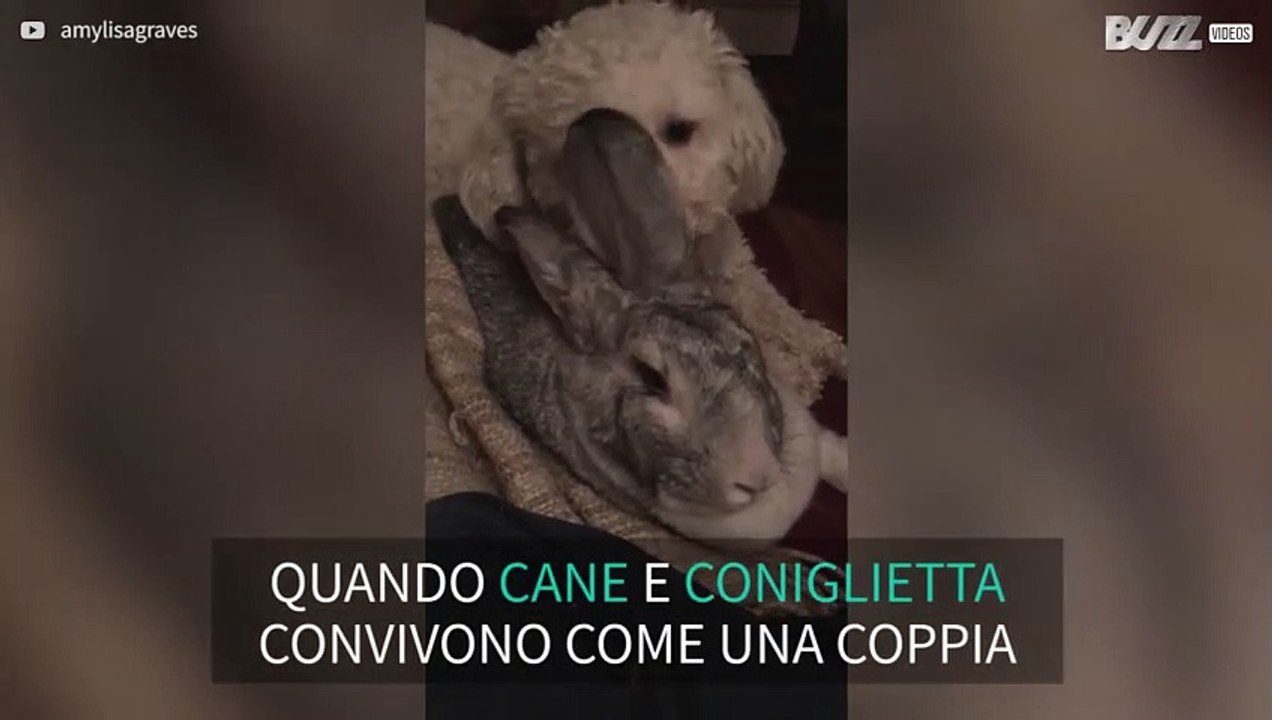 L'incredibile amicizia tra un cane e una coniglietta