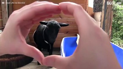 Capretta tenta la "Snoot Challenge"