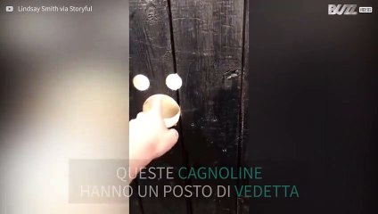 Labrador usano i buchi nella staccionata per sorvegliare la strada