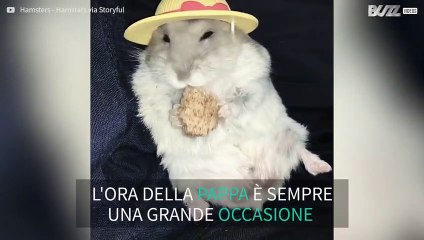 Criceto si veste a festa per l'ora della pappa