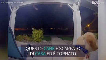 Cane tocca la campanella prima di entrare in casa