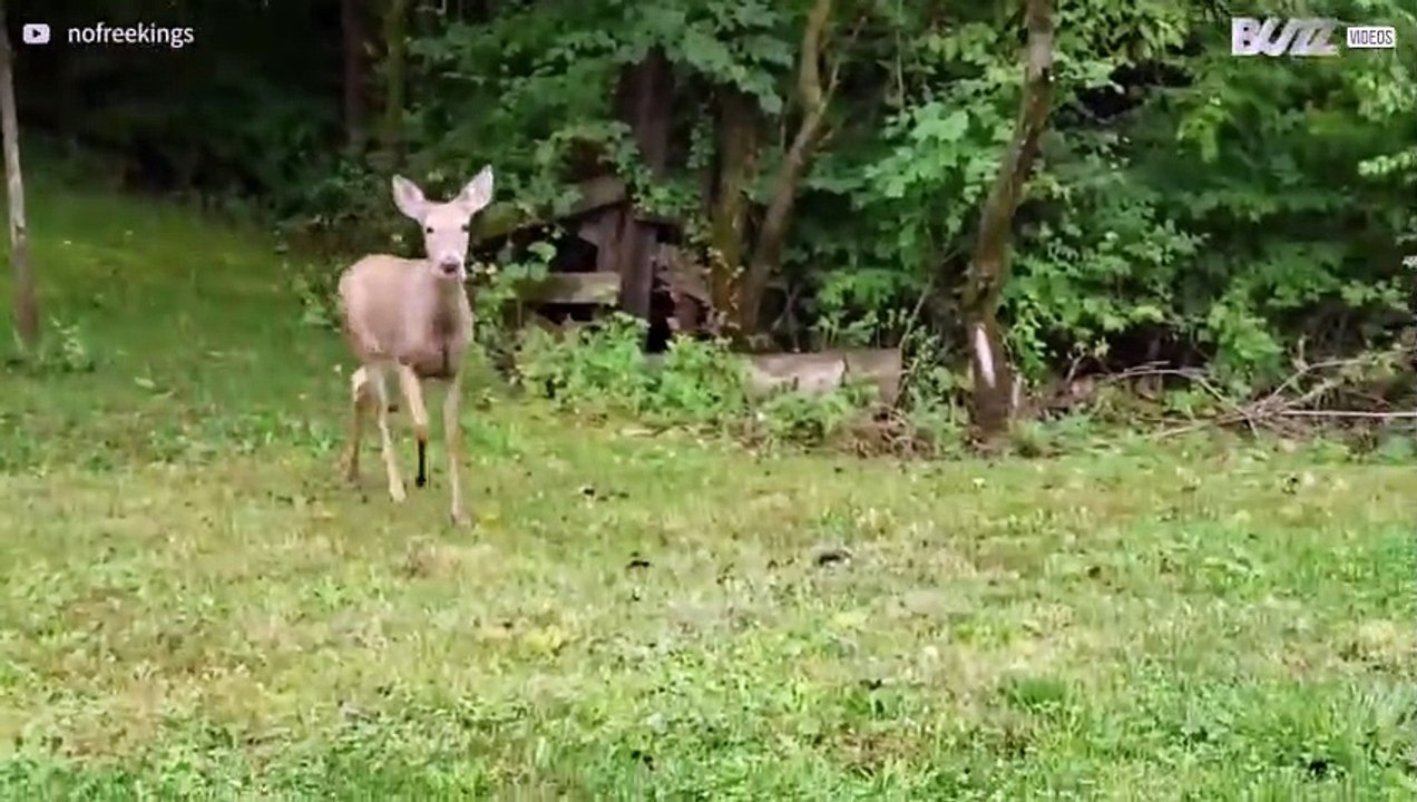 Capriolo tenta maldestramente di andare sullo scivolo