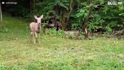 Capriolo tenta maldestramente di andare sullo scivolo