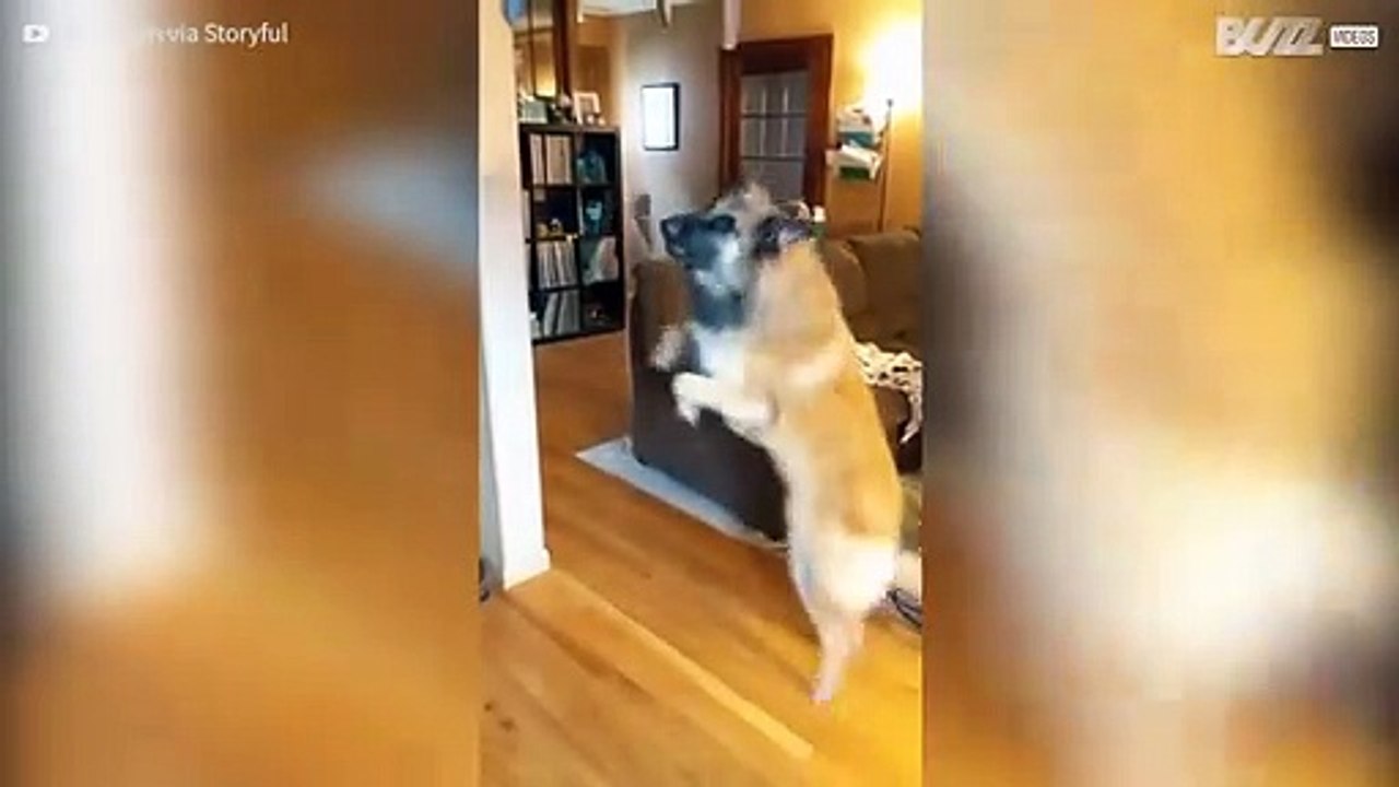 Cani affascinati dai sonagli a vento