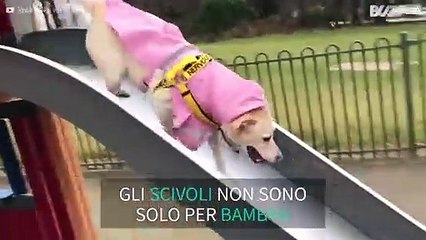 Cagnolina adora lo scivolo!