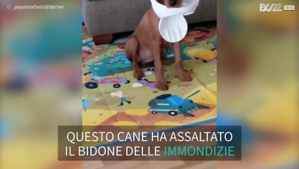 Cane rovista nella spazzatura e le prove lo incastrano