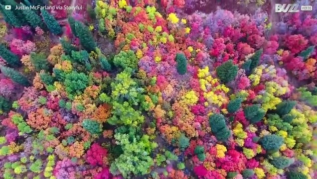 Incredibili colori d'autunno nello Utah