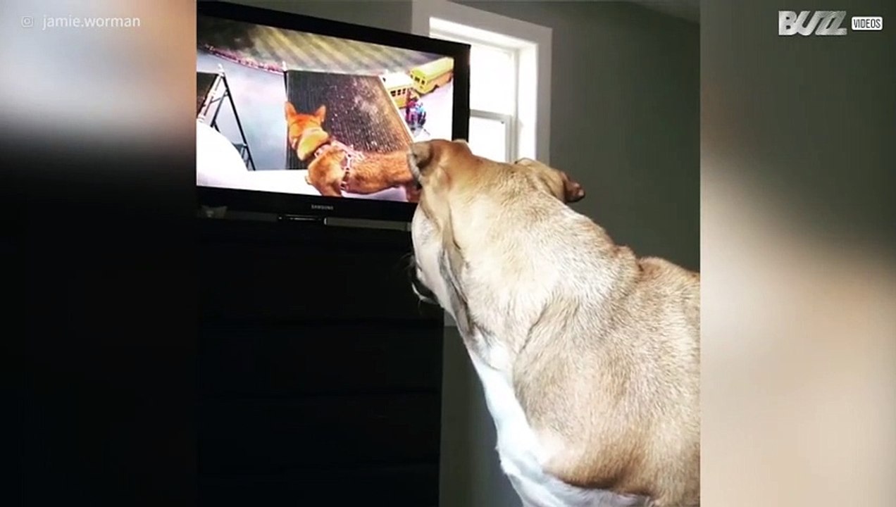 Cagnolina confusa vedendo un cane in TV