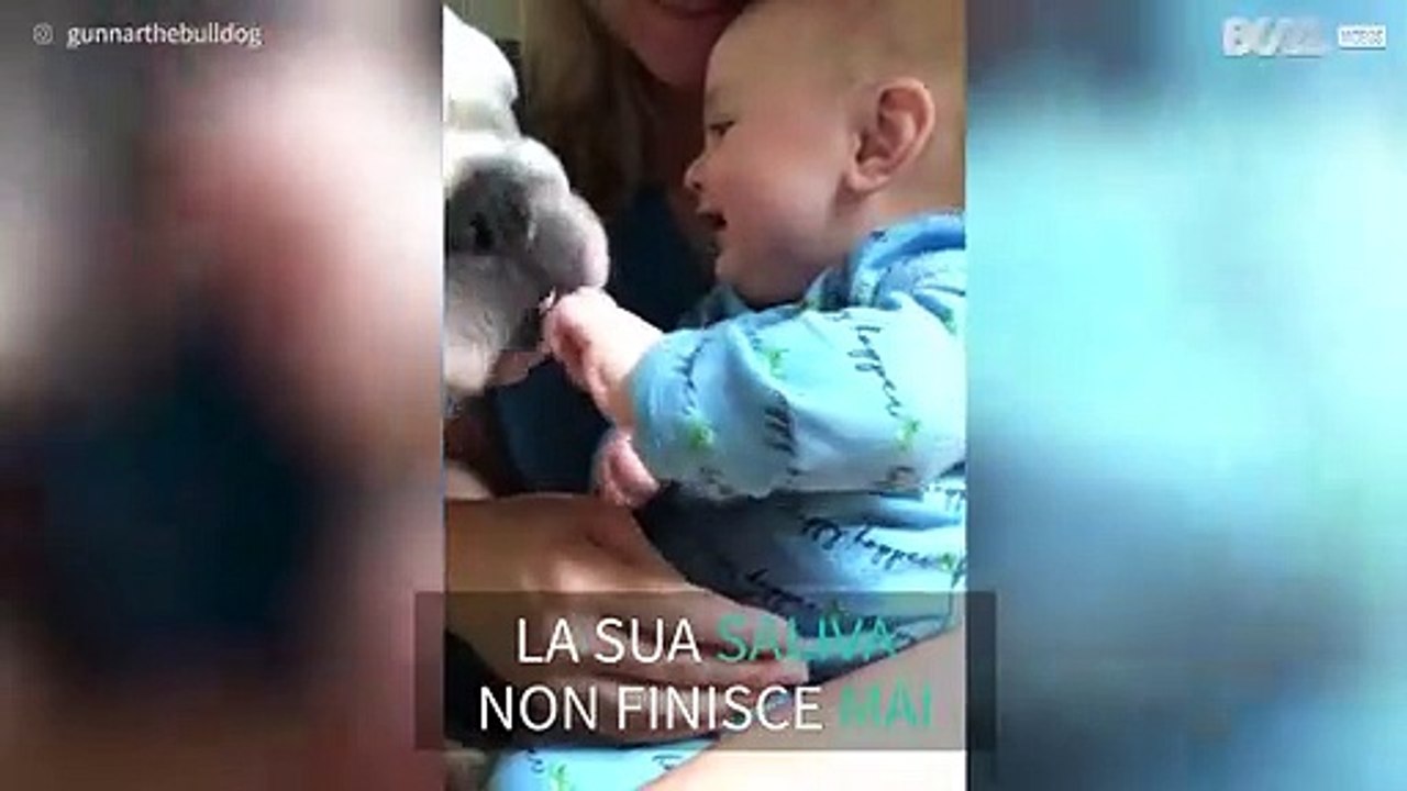 Bulldog fa il bagno di saliva a un bebè