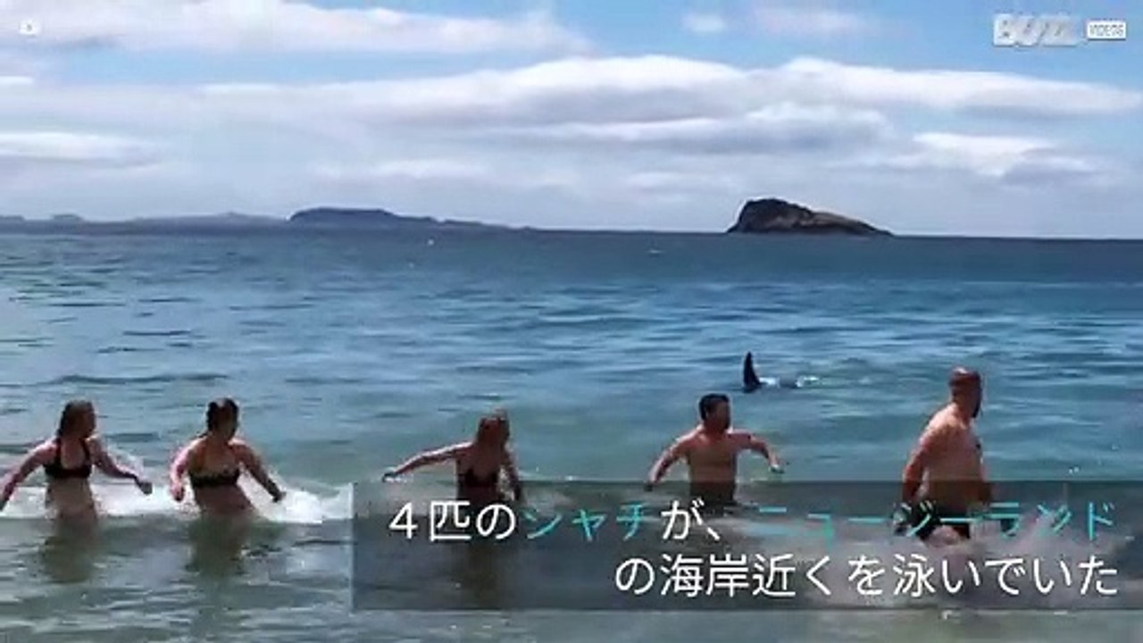ビーチで遊ぶ人たちは、４匹のシャチから逃げた