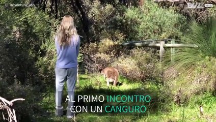 Per comunicare con un canguro basta usare la testa