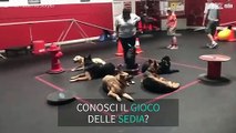 Incredibile: cani fanno il gioco della sedia