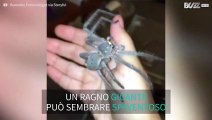 Un ragno gigante cammina indisturbato sul suo braccio