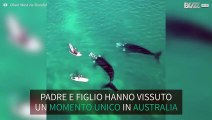 Padre e figlio incontrano balene in Australia