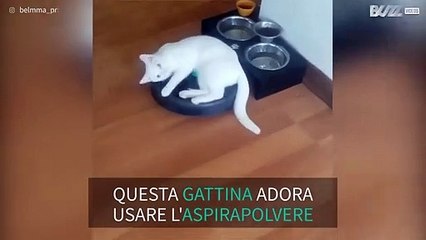 Gattina usa l'aspirapolvere come veicolo