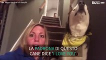 Husky dice 'I love you' alla padrona