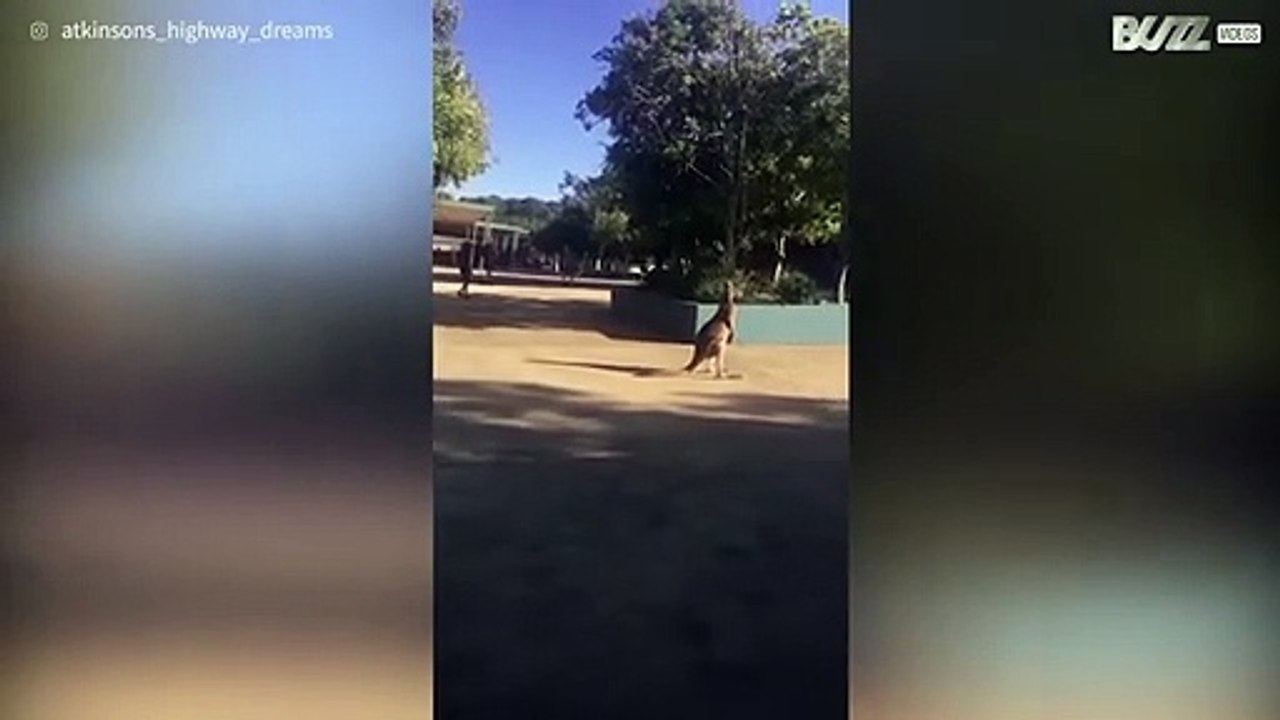 Canguro invade una scuola in Australia