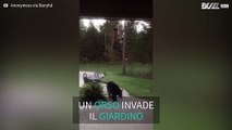 Orso invade una proprietà e mangia il cibo del gatto!