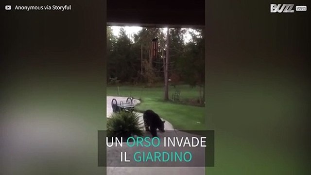 Orso invade una proprietà e mangia il cibo del gatto!