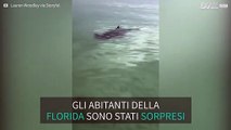 Florida: avvistato squalo martello