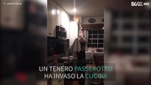 Ecco cosa succede quando un uccellino invade la cucina