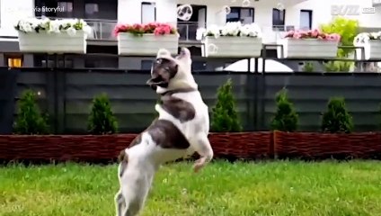 ラブストーリー：ブルドックとシャボン玉
