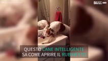 Il cane che sa aprire il rubinetto