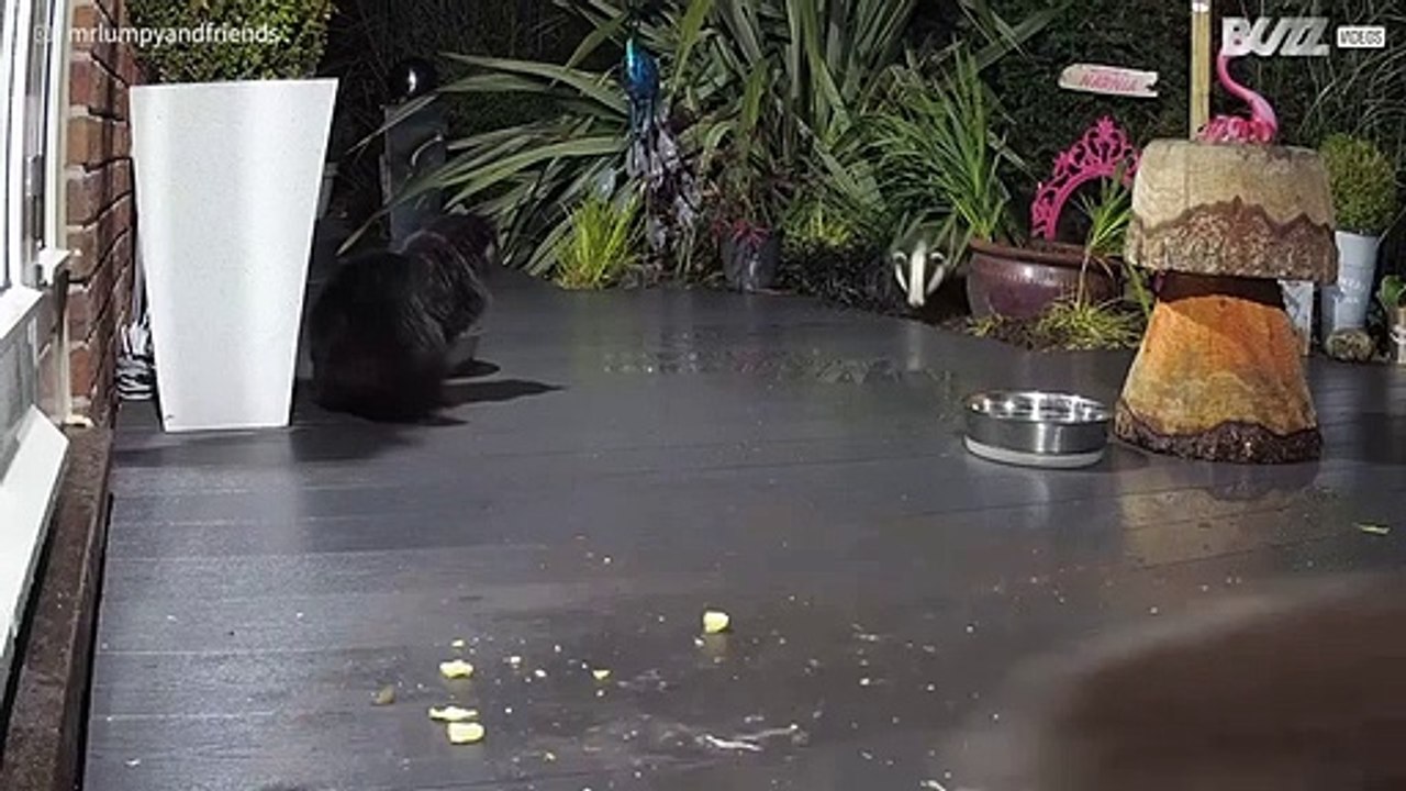 Chi ha invitato il tasso per cena?