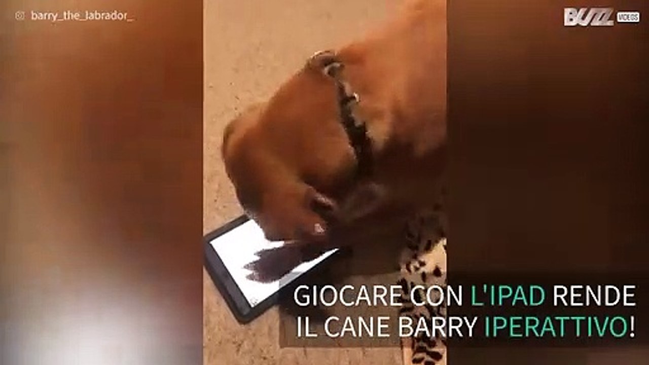 Labrador adora giocare con l'iPad dei padroni