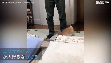 ウサギの朝の日課エクササイズ