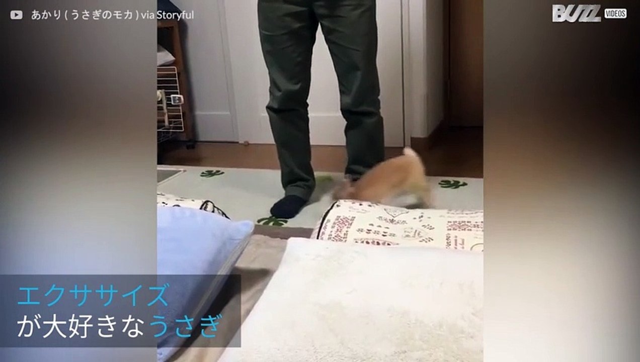 ウサギの朝の日課エクササイズ