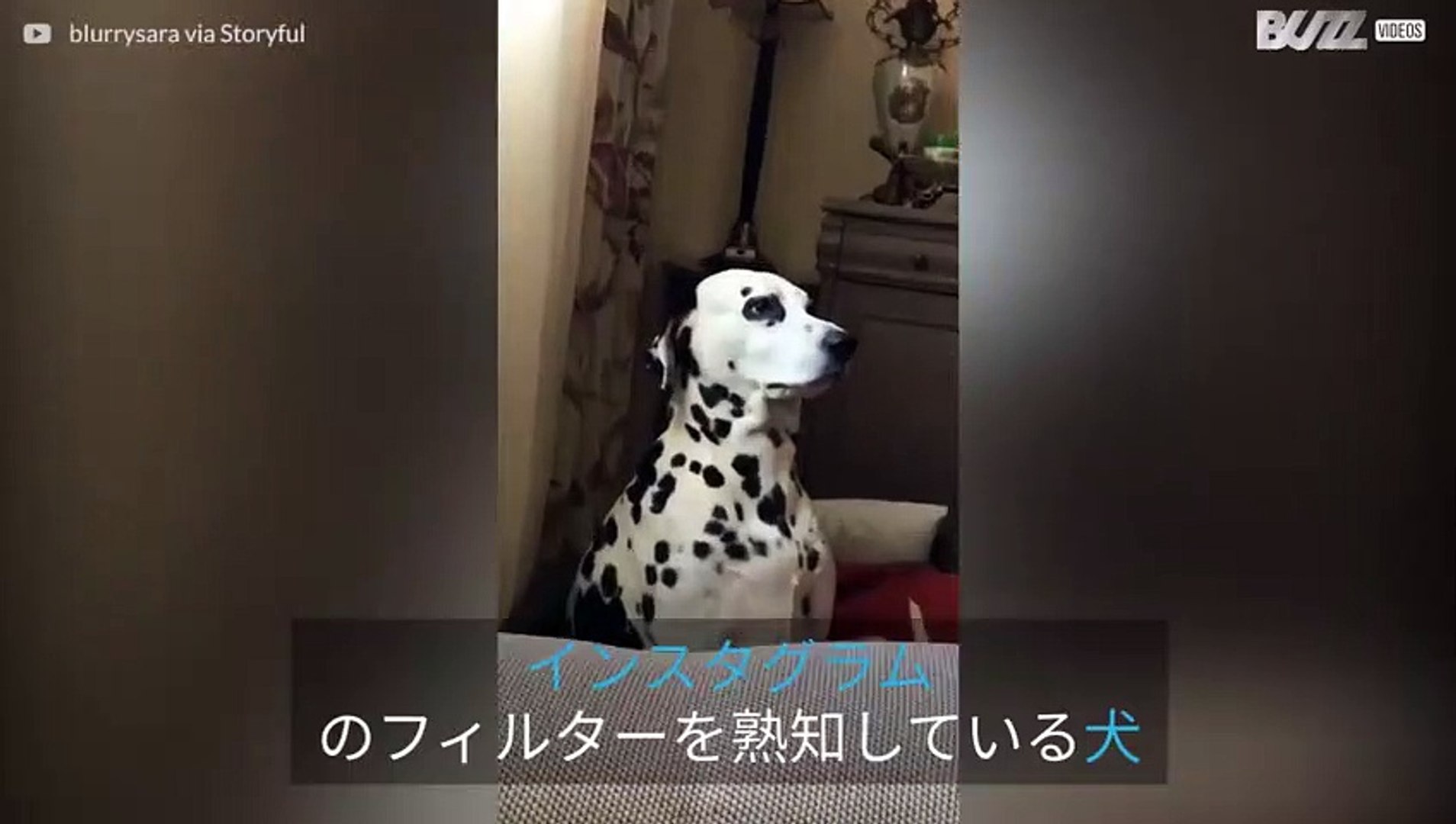 インスタグラムのフィルターの効果を熟知している犬 動画 Dailymotion