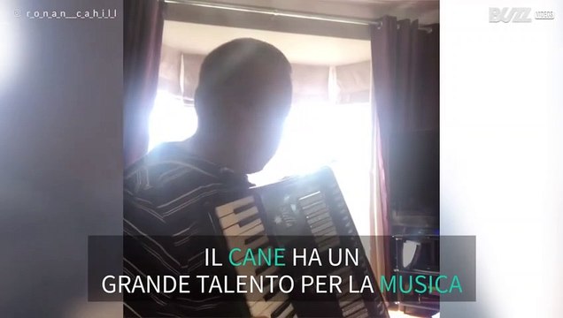 Il cane canta mentre il padrone suona la fisarmonica