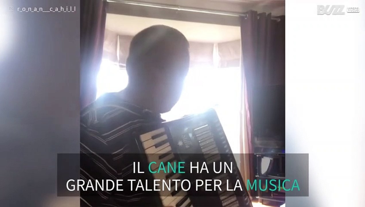 Il cane canta mentre il padrone suona la fisarmonica