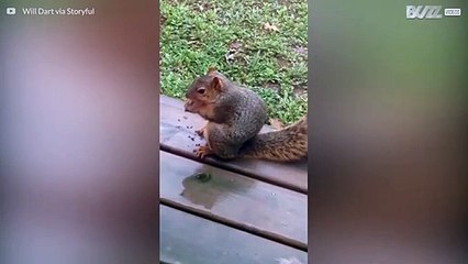 リスはデブと呼ばれるのが嫌い