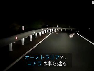 オーストラリアの道で車を止めるコアラ