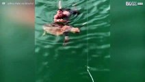 釣り用のフックから救出された巨大ウミガメ