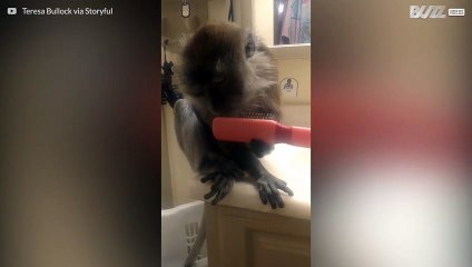 最高にうっとりするサル