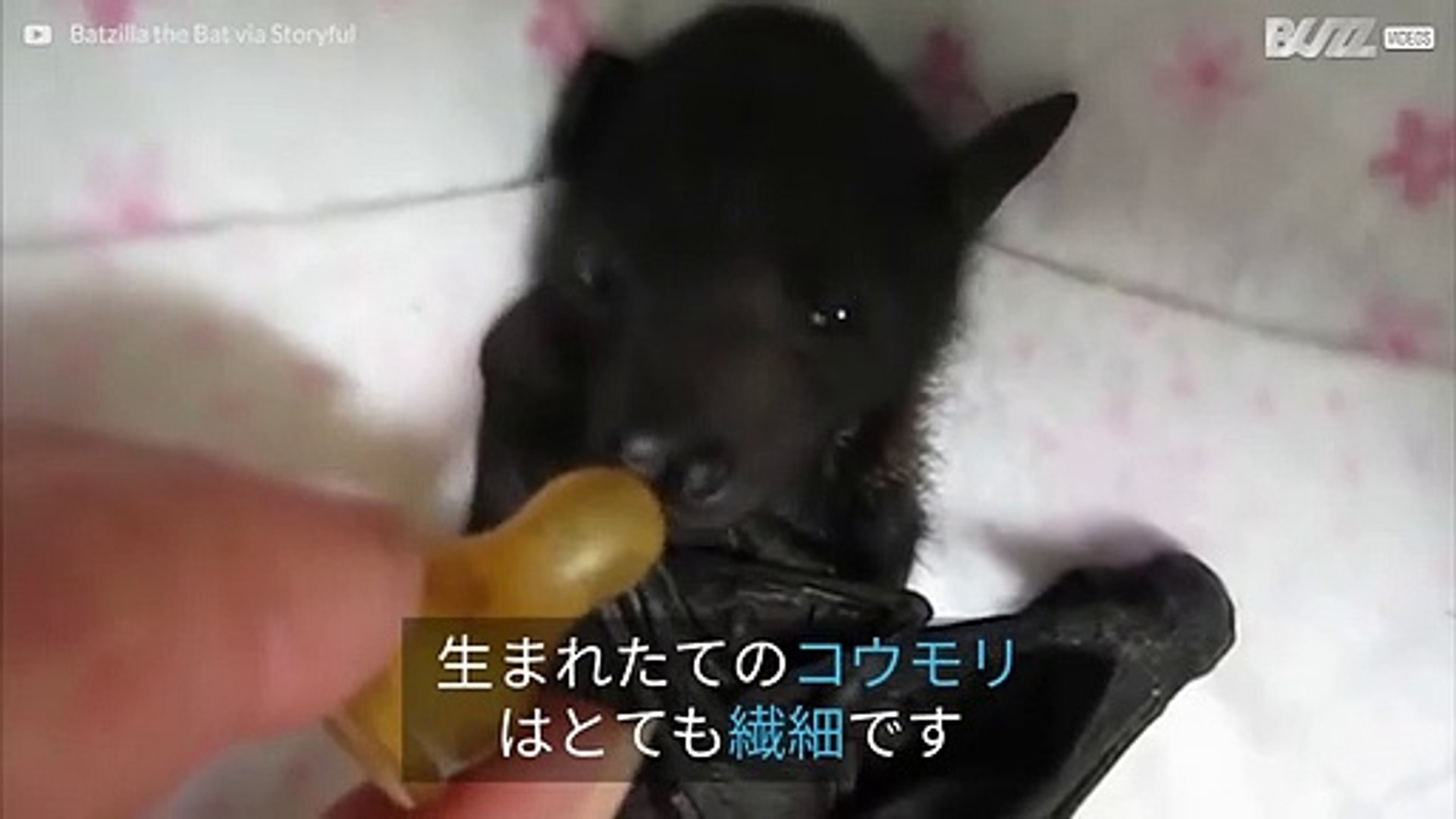 この救出された赤ちゃんのコウモリは可愛すぎる 動画 Dailymotion