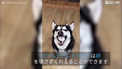 エッグチャレンジに挑戦するハスキー