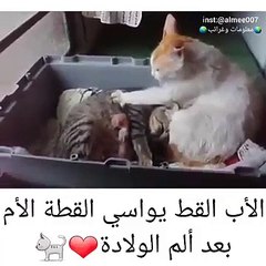 الأب القط يواسي القطة الأم بعد ألم الولادة