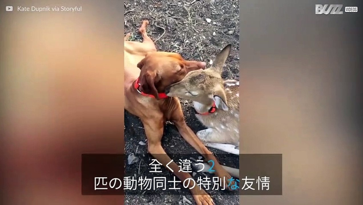 めずらしいワンちゃんと鹿の友情
